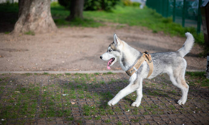 Livry-Gargan, ville amie des animaux